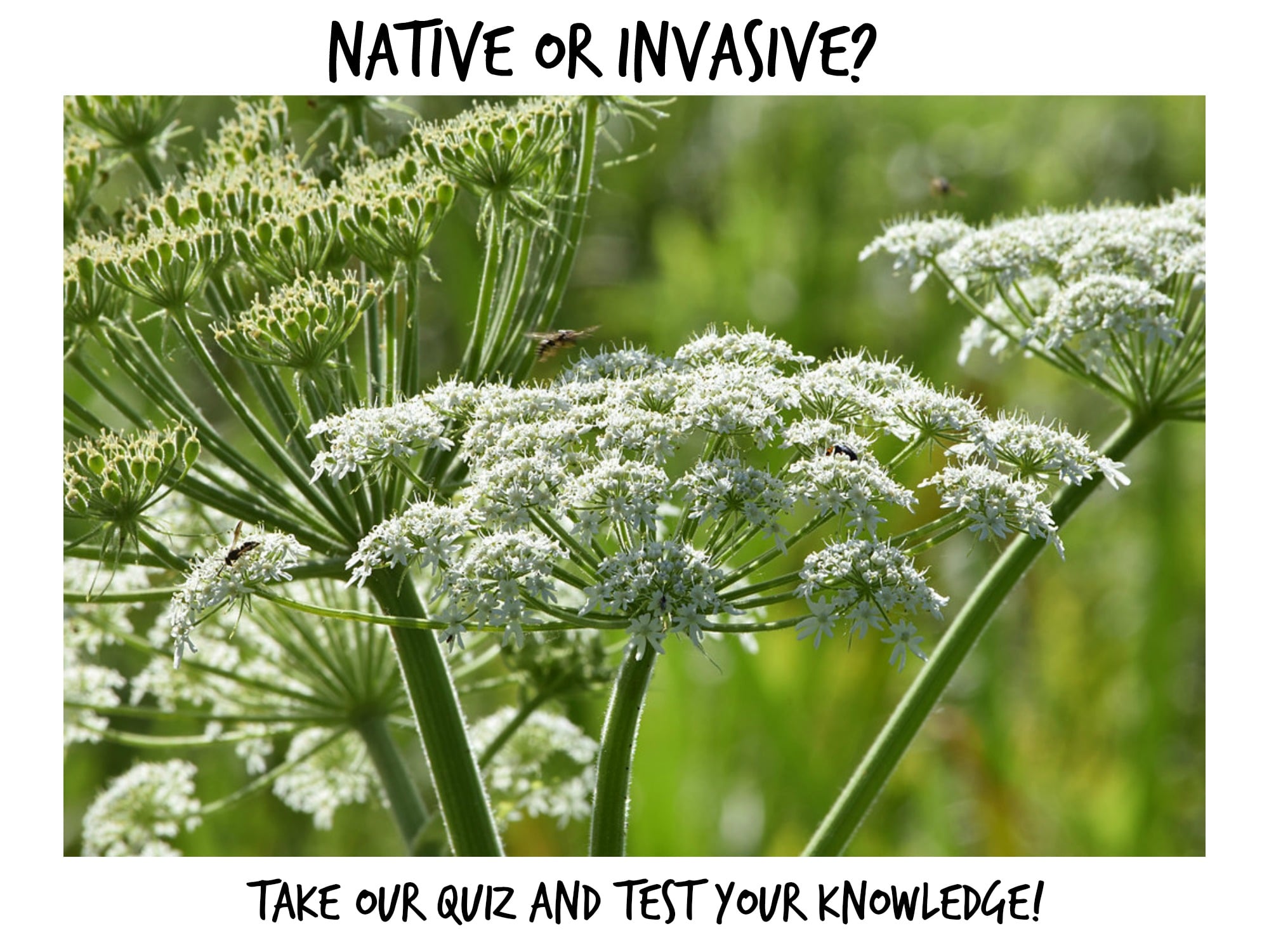 Invasive Species Control - Calapooia Watershed Council